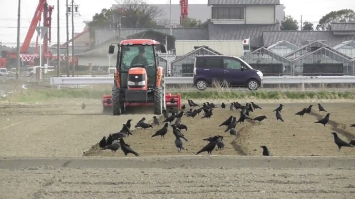 カラスの大群が土起こしの耕運機に集まる　その２