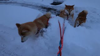 街の高性能除雪機 #このアンダーパス入口の消雪予算がどこに行ったのか小一時間問いただしたい