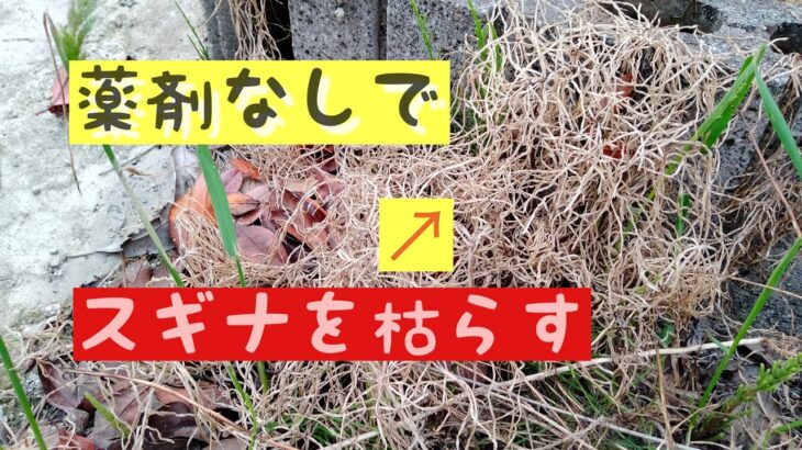 草刈機　除草剤を使用せずにスギナを枯らす方法