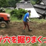 イノシシは掘りまくった穴をトラクターで整地する！石がゴロゴロ出る！