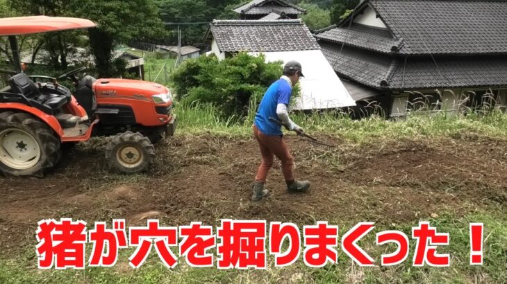 イノシシは掘りまくった穴をトラクターで整地する！石がゴロゴロ出る！