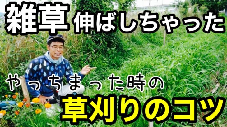 雑草に埋もれた夏野菜の畝を草刈機とノコギリ鎌で素早く刈るコツ【自然農】2022年6月27日