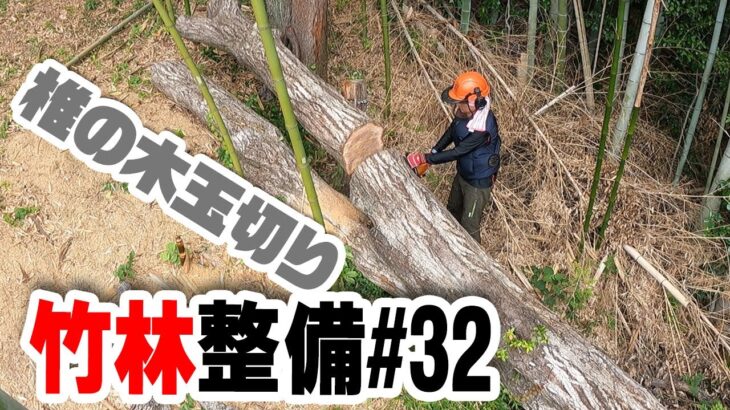 大木玉切り【竹林整備】#32  伐採した椎の木の片づけ　カブトムシもビックリ‼️