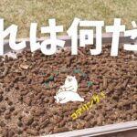 芝生のコアリング！ローンパンチJr.で芝に穴掘り（5月中旬）