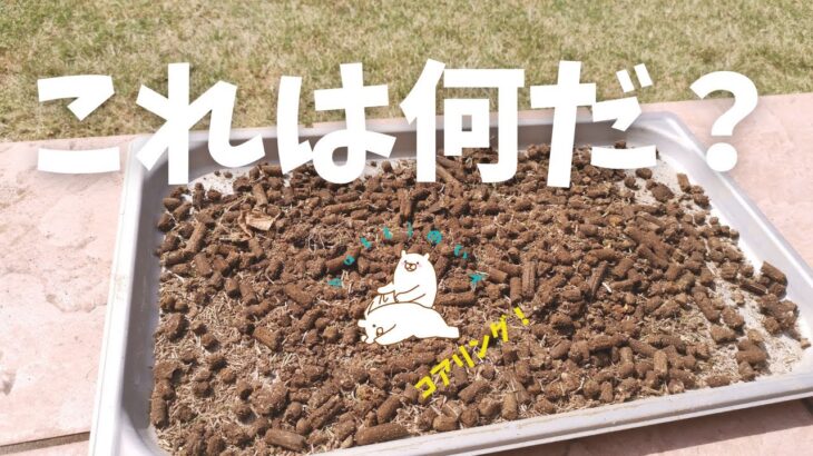 芝生のコアリング！ローンパンチJr.で芝に穴掘り（5月中旬）