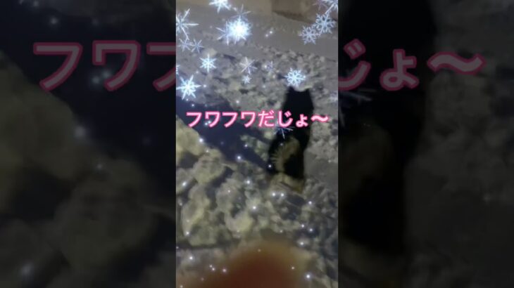 犬の居る生活。除雪機初体験