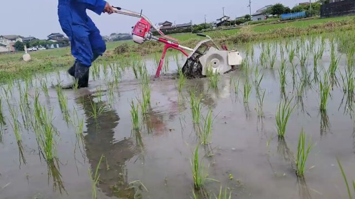 無農薬の田んぼを中耕除草機で除草した