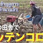 【タイで米作り体験】タイのド田舎で耕運機に振り回されスッテンコロリ！泥に足を取られる！～耕運＆苗代作り～ / タイ北部メーソート