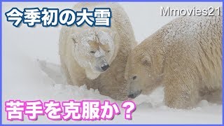 今季初の大雪！ホッキョクグマの行動に注目！除雪機も登場　Polar Bears in snow