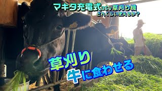 マキタ充電式草刈り機の能力。草を刈って、牛に食べさせる