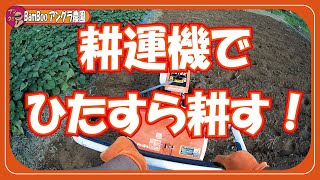 耕します！ひたすら耕運機【無農薬・無肥料・野菜栽培】