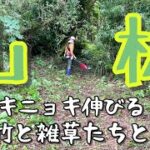 山林に生える篠竹や雑草を草刈り機と剪定バサミで除去