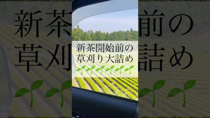 新茶前、お茶畑での草刈りも大詰め！草刈り機を背負って頑張ります！