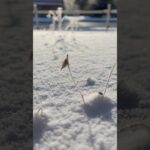 冬が始まってるけど雪が無い除雪機もない