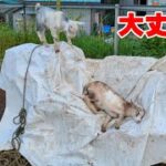耕運機に乗って遊ぶ子ヤギ Goat Farm 手作りヤギ牧場 2022年7月22日 吉がけ牧場