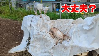 耕運機に乗って遊ぶ子ヤギ Goat Farm 手作りヤギ牧場 2022年7月22日 吉がけ牧場