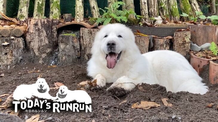 早朝から深夜まで…穴掘りマイスタールンルンは忙しい　Great Pyrenees　グレートピレニーズ