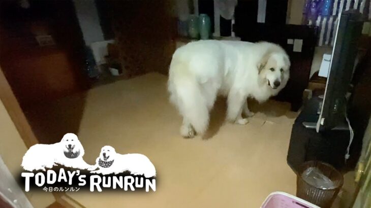 室内で穴掘りして畳を剥がしてしまったアランです　Great Pyrenees　グレートピレニーズ