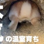 あまり知られていない飼いうさぎ本気の穴掘り　No.1096