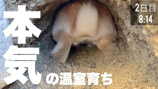 あまり知られていない飼いうさぎ本気の穴掘り　No.1096