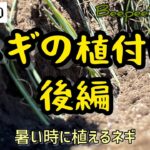 真夏にネギの植付します♪いつも何かにやられてしまうネギですが、今年は育つでしょうか？【家庭菜園】#ネギ　#家庭菜園　#耕運機