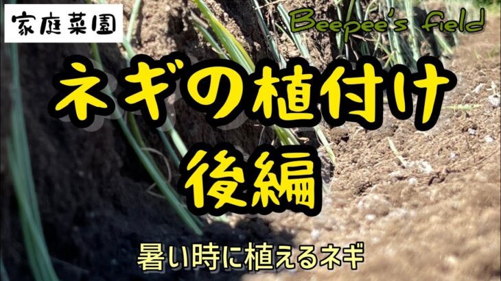 真夏にネギの植付します♪いつも何かにやられてしまうネギですが、今年は育つでしょうか？【家庭菜園】#ネギ　#家庭菜園　#耕運機