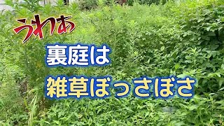 裏庭は雑草生き生き/草刈り機で一気にいきます/いつか綺麗な庭を目指して頑張ります