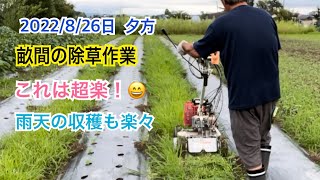 草刈り機械・斜面刈り機で畝間の除草作業　長靴に土がつかなく雨上がりでも快適に作業が出来ます😄