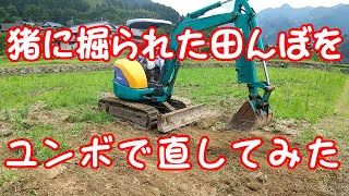 猪に掘られた田んぼをユンボで直してみた