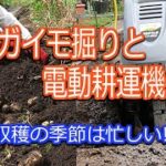 【ポタジェガーデン】ジャガイモ堀りと電動耕運機作業　2022.8.28
