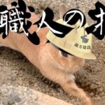 穴掘り3年、土出し5年！ ニッポンのうさぎさんはこうして職人になる　No.1210