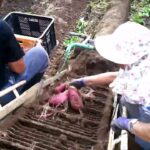 芋掘り機（ハーベスター）でサツマイモを収穫している動画（オペレーター目線・4倍速）