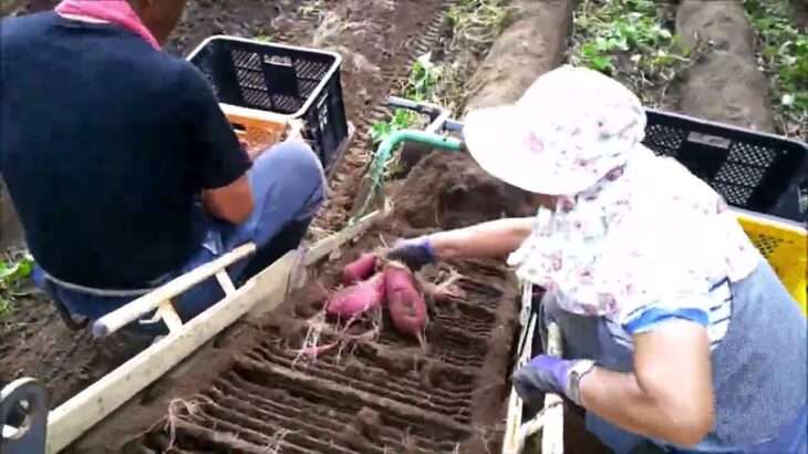 芋掘り機（ハーベスター）でサツマイモを収穫している動画（オペレーター目線・4倍速）