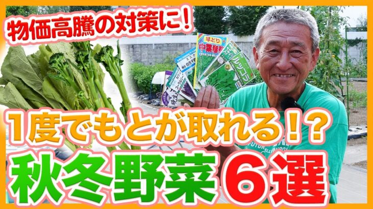 家庭菜園や農園の秋冬野菜栽培で１度でもとが取れる！？物価高騰対策にも！費用対効果の高い秋冬野菜６選！【農家直伝】/6 autumn/winter vegetables with high yields