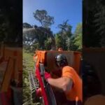 Jensen A550 Tracked chipping Bangalow Palm | ALFA Contracts