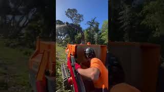 Jensen A550 Tracked chipping Bangalow Palm | ALFA Contracts
