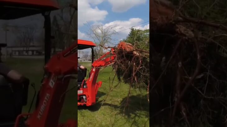 Kubota BX23s Moving Trees!