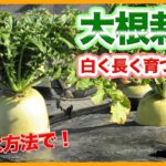 家庭菜園や農園の大根栽培で白く長い大根を収穫するための畝作りや土作りの方法を徹底解説！【農家直伝】/Tips for growing radishes straight.