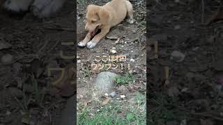 穴掘りを覚えた　#保護犬 #shorts #子犬 #捨て犬 #犬