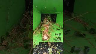 #shorts #asmr #youtubeshorts #satisfying #shortvideo Timberwolf Chipper