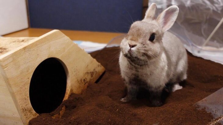 外の世界を知らずに育ったうさぎさん、初めての穴掘りを室内で体験させたら我を忘れてアナウサギへと変貌しました