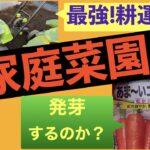 ミニ耕運機は家庭の味方！人参作りに挑戦します。