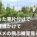 刈った草片付けて耕運機かけてツバメの飛ぶ練習見る日