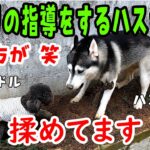 へっぴり腰のトイプードルに穴掘りを教えるハスキー犬に笑った