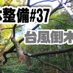台風被害　椎の大木倒壊　【竹林整備】#37　高枝切り電動チェンソは使えるのか？