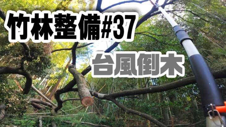 台風被害　椎の大木倒壊　【竹林整備】#37　高枝切り電動チェンソは使えるのか？