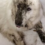 ルンルン3日前のシャンプーを無かった事にする　Great Pyrenees　グレートピレニーズ