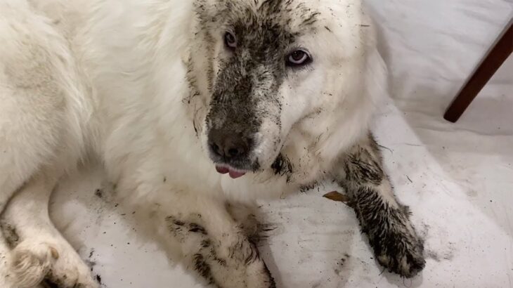 ルンルン3日前のシャンプーを無かった事にする　Great Pyrenees　グレートピレニーズ