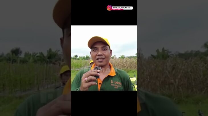 Petani ini sudah mencoba kedua mesin bajak mini Firman, dan ini pendapatnya sobat👍🏻 #tiller