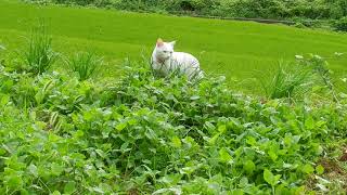 白猫ゆきと小型耕運機　畑を耕しました。